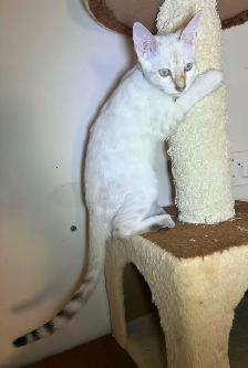 Chaton Savannah mâle F5 Snow (collier noir motifs) - Photo 8