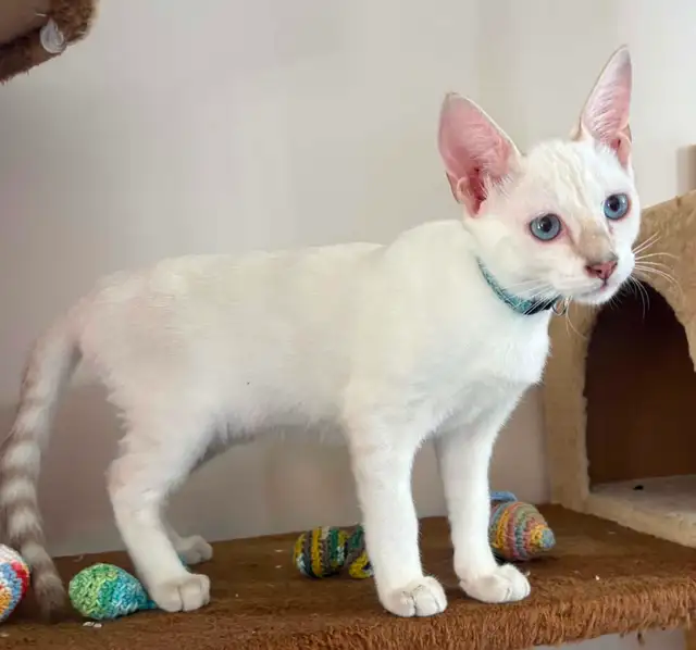 Chaton Savannah F5 mâle Snow (collier bleu) Stérilisé.