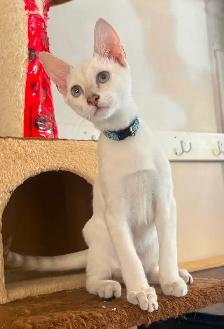 Chaton Savannah F5 mâle Snow (collier bleu) Stérilisé. - Photo 3