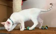 Chaton Savannah F5 mâle Snow (collier bleu) Stérilisé. - Photo 4