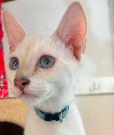 Chaton Savannah F5 mâle Snow (collier bleu) Stérilisé. - Photo 8