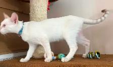 Chaton Savannah F5 mâle Snow (collier bleu) Stérilisé. - Photo 10