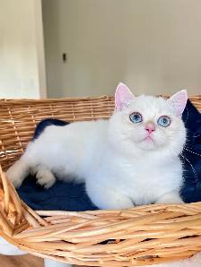 British Shorthair Golden Colorpoint Kitten / Blue Eyes - Photo 2