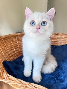 British Shorthair Golden Colorpoint Kitten / Blue Eyes - Photo 6