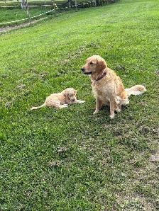 chiot goldendoodle