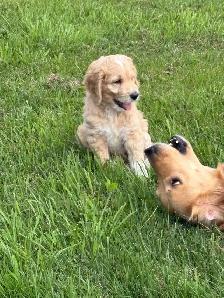 chiot goldendoodle - Photo 2