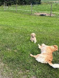chiot goldendoodle - Photo 3