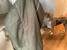 XXL  Dog Coat - Photo 5