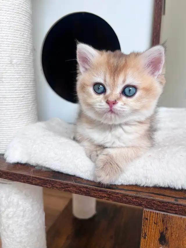Golden British shorthair female kitten, turquoise eyes