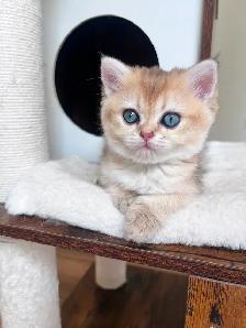 Golden British shorthair female kitten, turquoise eyes