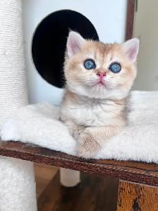 Golden British shorthair female kitten, turquoise eyes - Photo 2