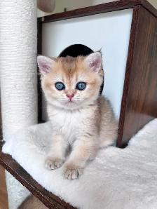 Golden British shorthair female kitten, turquoise eyes - Photo 3