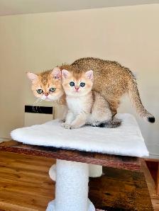 Golden British shorthair female kitten, turquoise eyes - Photo 5