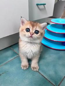 Golden British shorthair female kitten, turquoise eyes - Photo 6