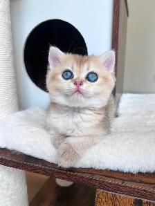 Golden British shorthair female kitten, turquoise eyes - Photo 7