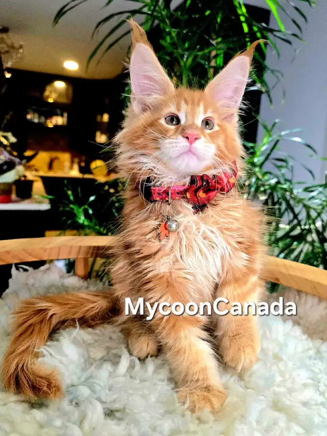 XL MAINE COONS kittens SALE