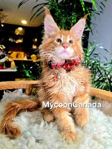 XL MAINE COONS kittens SALE