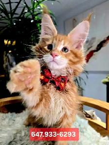 XL MAINE COONS kittens SALE - Photo 2