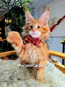 XL MAINE COONS kittens SALE - Photo 3