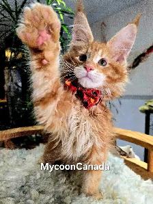 XL MAINE COONS kittens SALE - Photo 4