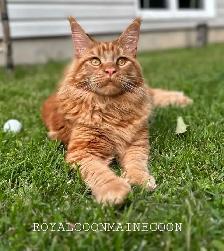 XL MAINE COONS kittens SALE - Photo 5