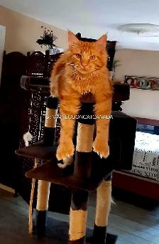 XL MAINE COONS kittens SALE - Photo 6