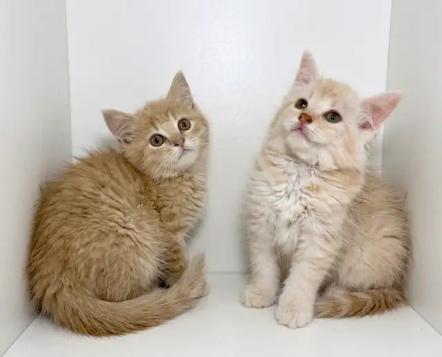 Tabby Kittens!