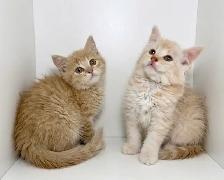 Tabby Kittens!