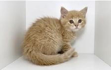 Tabby Kittens! - Photo 2