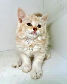 Tabby Kittens! - Photo 3