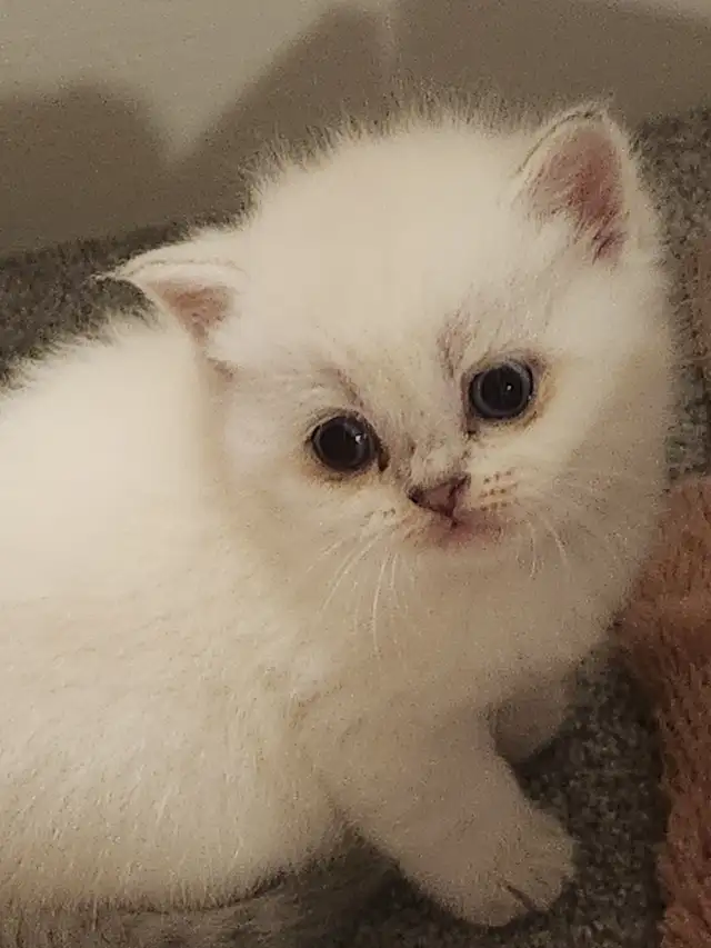 ADORABLE SCOTTISH FOLD KITTENS – READY FOR THEIR FOREVER HOMES