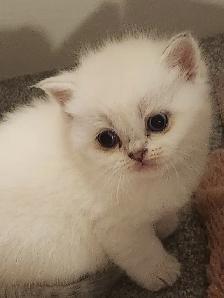 ADORABLE SCOTTISH FOLD KITTENS – READY FOR THEIR FOREVER HOMES
