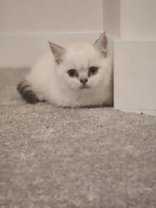 ADORABLE SCOTTISH FOLD KITTENS – READY FOR THEIR FOREVER HOMES - Photo 2