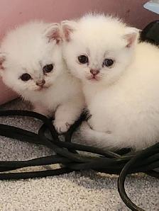 ADORABLE SCOTTISH FOLD KITTENS – READY FOR THEIR FOREVER HOMES - Photo 3