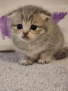 ADORABLE SCOTTISH FOLD KITTENS – READY FOR THEIR FOREVER HOMES - Photo 4