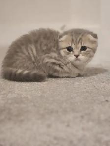 ADORABLE SCOTTISH FOLD KITTENS – READY FOR THEIR FOREVER HOMES - Photo 5