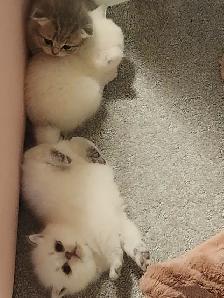 ADORABLE SCOTTISH FOLD KITTENS – READY FOR THEIR FOREVER HOMES - Photo 6