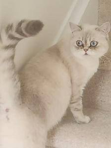 ADORABLE SCOTTISH FOLD KITTENS – READY FOR THEIR FOREVER HOMES - Photo 7