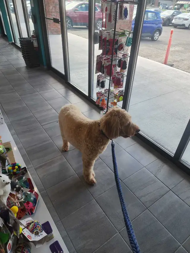 hiring Groomers