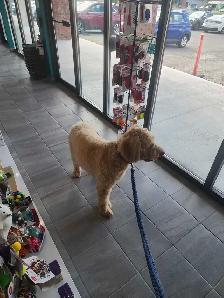 hiring Groomers