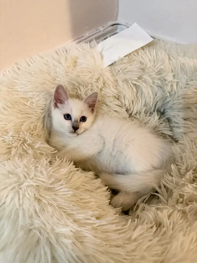 RAGDOLL KITTEN ( ONLY 1 LEFT)