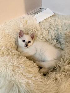 RAGDOLL KITTEN ( ONLY 1 LEFT)