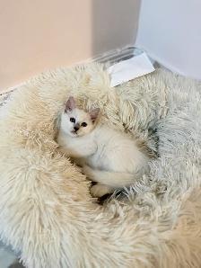 RAGDOLL KITTEN ( ONLY 1 LEFT) - Photo 2