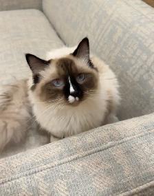 RAGDOLL KITTEN ( ONLY 1 LEFT) - Photo 3