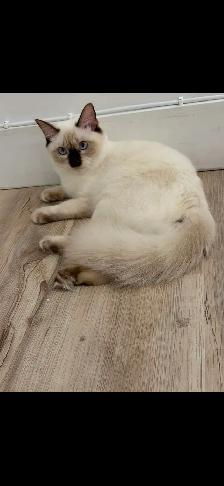 RAGDOLL KITTEN ( ONLY 1 LEFT) - Photo 4