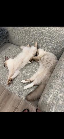 RAGDOLL KITTEN ( ONLY 1 LEFT) - Photo 5