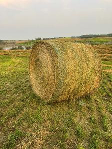 2026 Hay For Sale - Photo 2