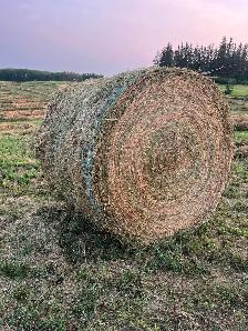 2026 Hay For Sale - Photo 4