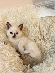 RAGDOLL x SIAMIESE KITTENS