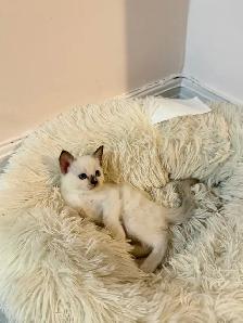 RAGDOLL x SIAMIESE KITTENS - Photo 2